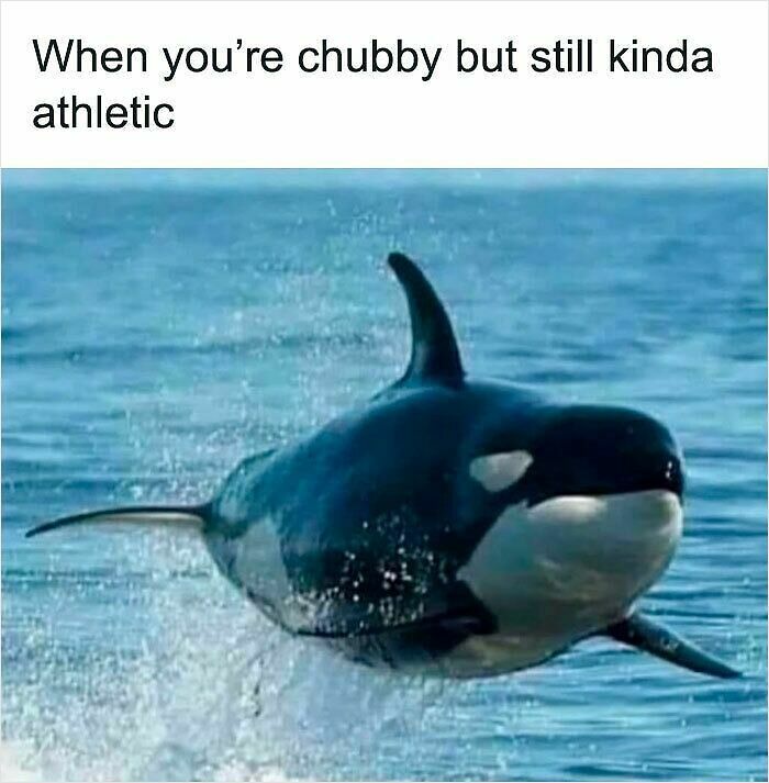 62 Funny And Relatable Animal Memes To Instantly Improve Your Mood