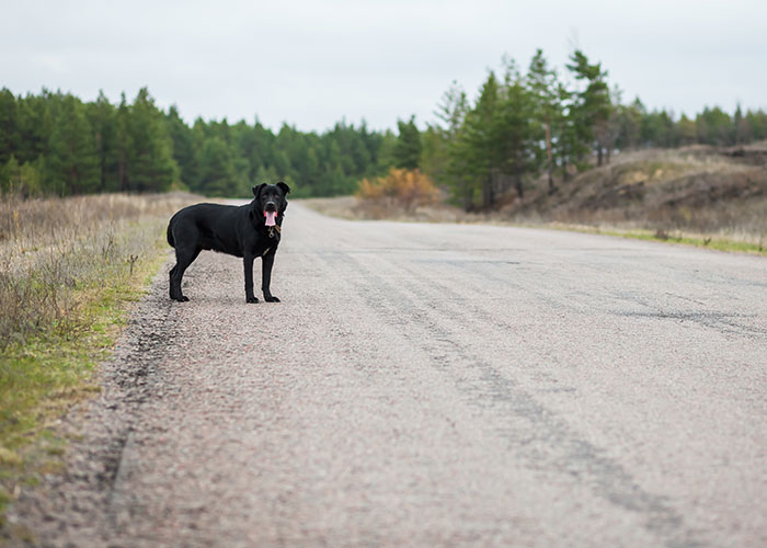 82 Truck Drivers Share Terrifying Road Encounters They Still Have Nightmares About