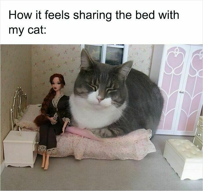 100 Hilariously Relatable Memes That Might Make You Feel Very Called Out