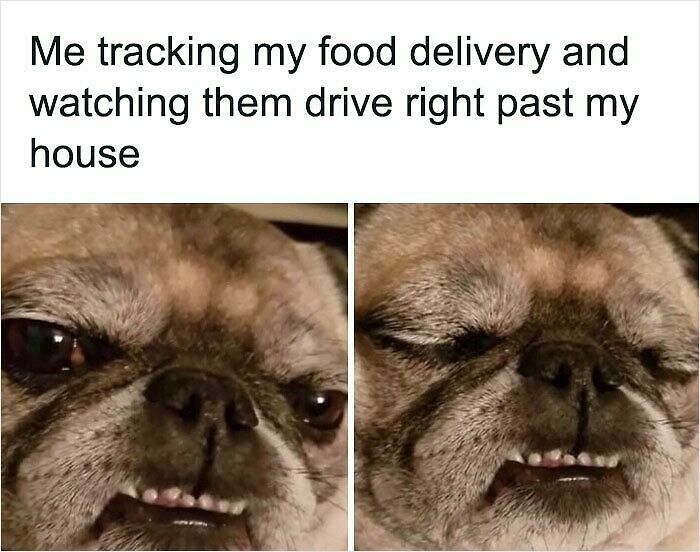 100 Hilariously Relatable Memes That Might Make You Feel Very Called Out