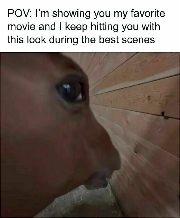100 Hilariously Relatable Memes That Might Make You Feel Very Called Out