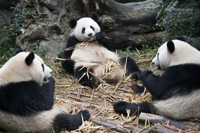 82 Odd And Funny Names For Groups Of Animals That Sound Like A Joke