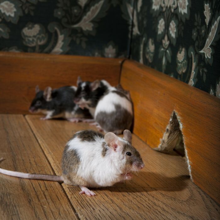 82 Odd And Funny Names For Groups Of Animals That Sound Like A Joke