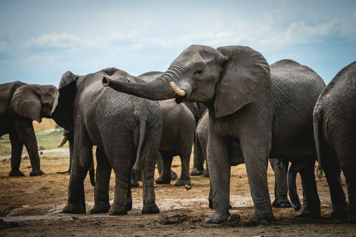 82 Odd And Funny Names For Groups Of Animals That Sound Like A Joke
