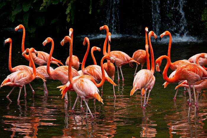 82 Odd And Funny Names For Groups Of Animals That Sound Like A Joke