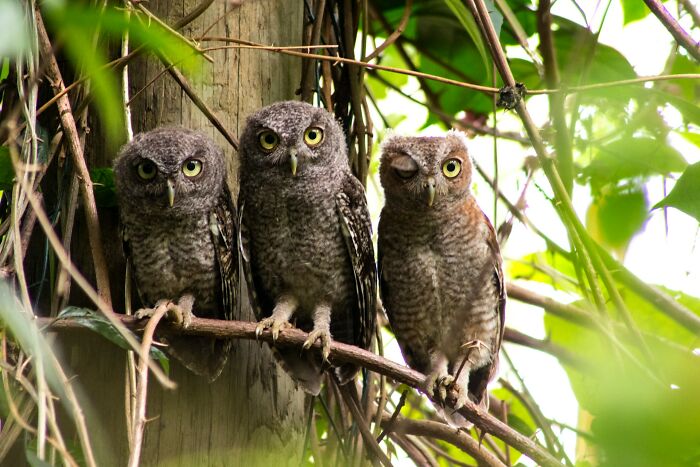 82 Odd And Funny Names For Groups Of Animals That Sound Like A Joke