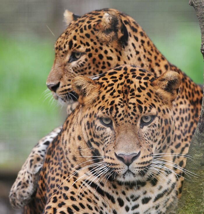 82 Odd And Funny Names For Groups Of Animals That Sound Like A Joke