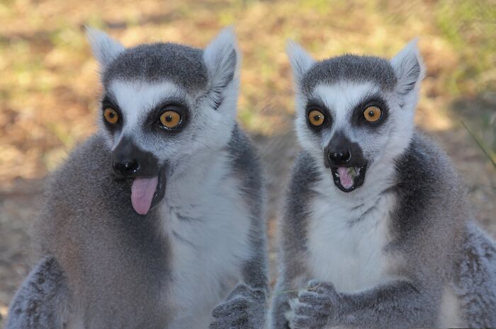 82 Odd And Funny Names For Groups Of Animals That Sound Like A Joke