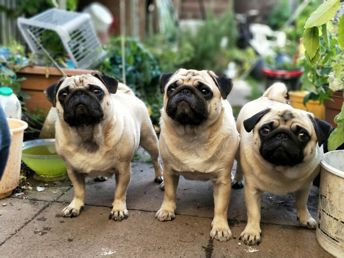 82 Odd And Funny Names For Groups Of Animals That Sound Like A Joke
