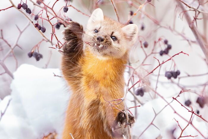 82 Odd And Funny Names For Groups Of Animals That Sound Like A Joke