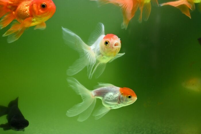 82 Odd And Funny Names For Groups Of Animals That Sound Like A Joke
