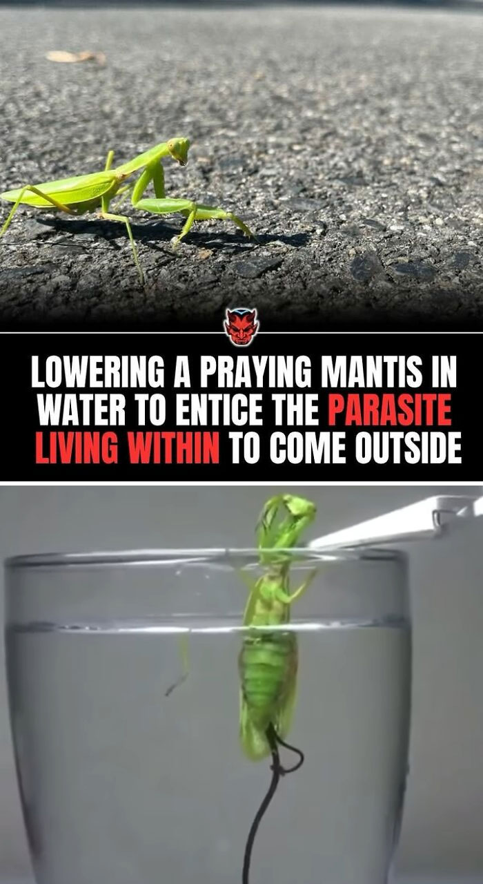 90 Random Creepy Facts And Pictures To Deprive Somebody Of Sleep