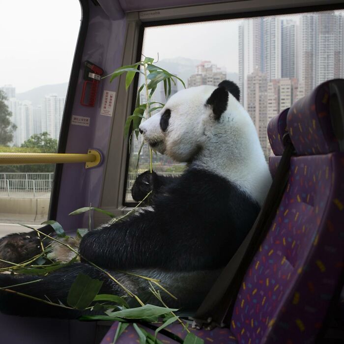 23 Surreal Panda Pics That Turn Everyday Hong Kong Into A Giant Playground