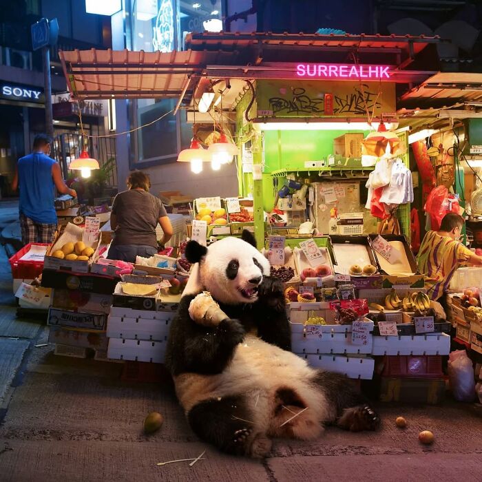 23 Surreal Panda Pics That Turn Everyday Hong Kong Into A Giant Playground