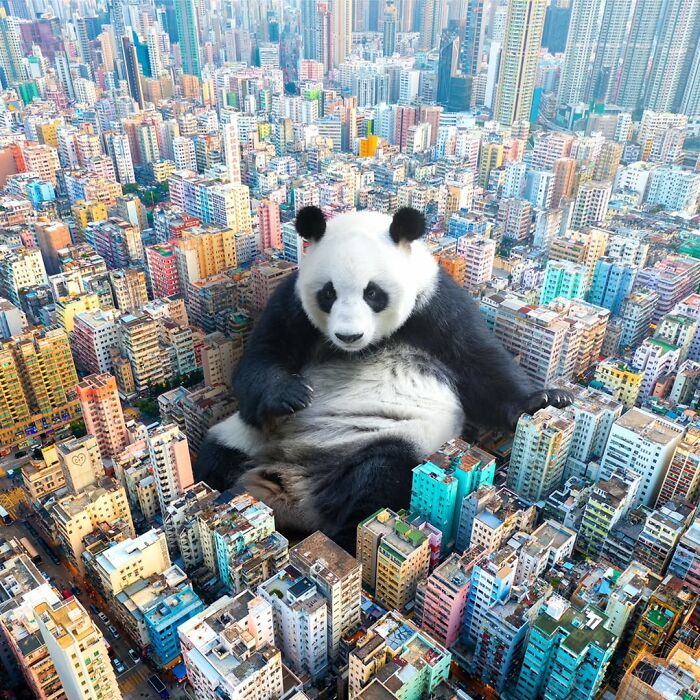 23 Surreal Panda Pics That Turn Everyday Hong Kong Into A Giant Playground