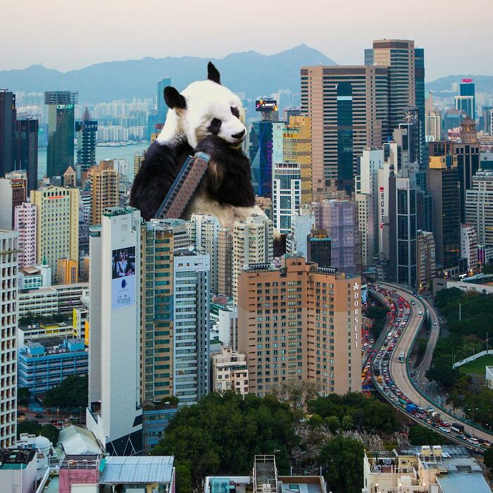 23 Surreal Panda Pics That Turn Everyday Hong Kong Into A Giant Playground
