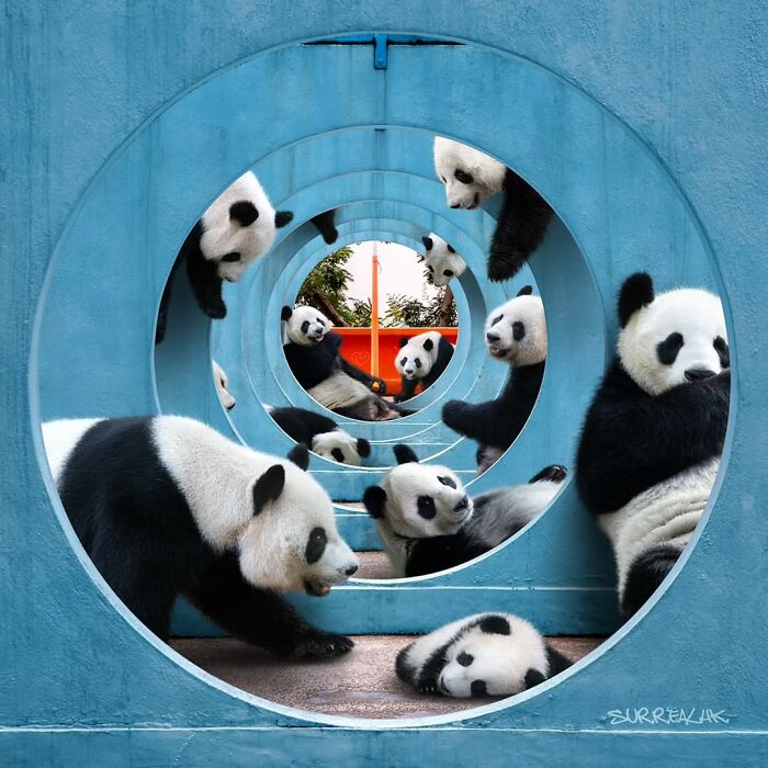 23 Surreal Panda Pics That Turn Everyday Hong Kong Into A Giant Playground