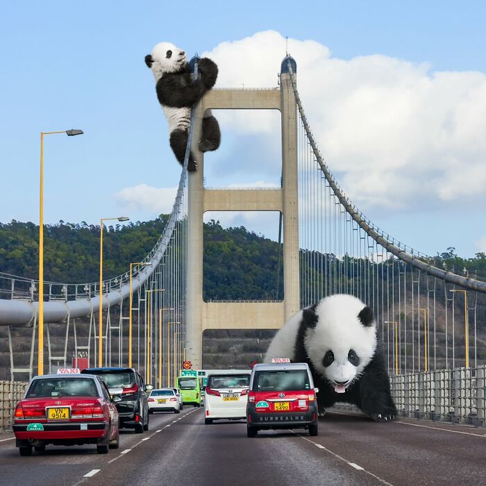 23 Surreal Panda Pics That Turn Everyday Hong Kong Into A Giant Playground
