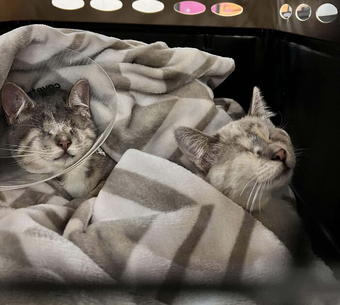 41 Adorable Pairs Of Animals Who Formed Unexpected Bonds And Melted Everyone’s Hearts