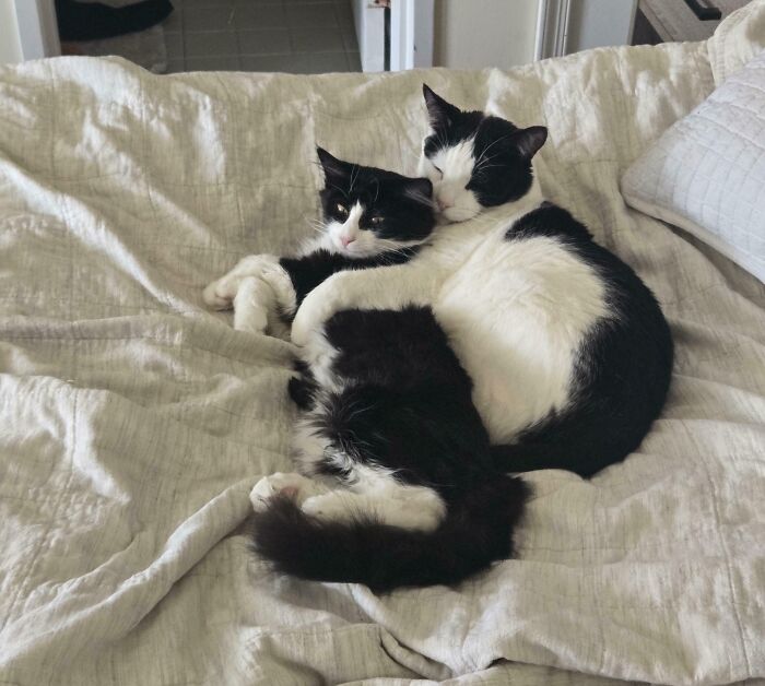41 Adorable Pairs Of Animals Who Formed Unexpected Bonds And Melted Everyone’s Hearts