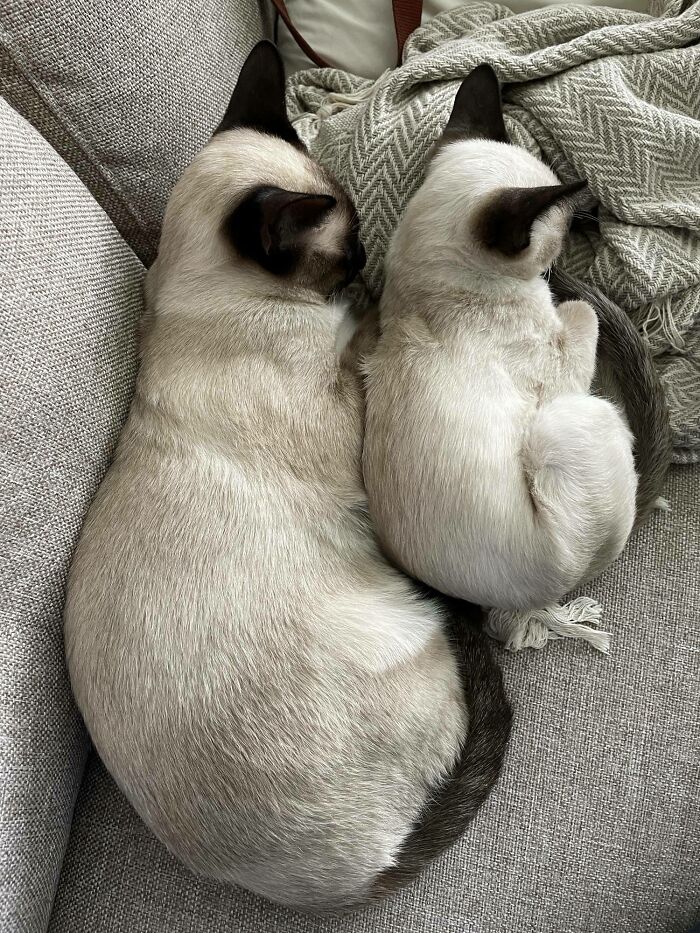 41 Adorable Pairs Of Animals Who Formed Unexpected Bonds And Melted Everyone’s Hearts