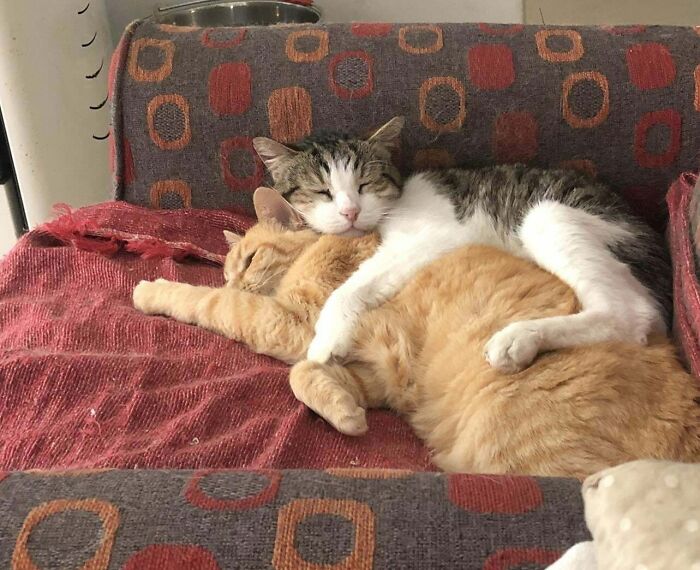 41 Adorable Pairs Of Animals Who Formed Unexpected Bonds And Melted Everyone’s Hearts