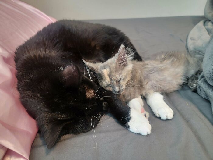 41 Adorable Pairs Of Animals Who Formed Unexpected Bonds And Melted Everyone’s Hearts