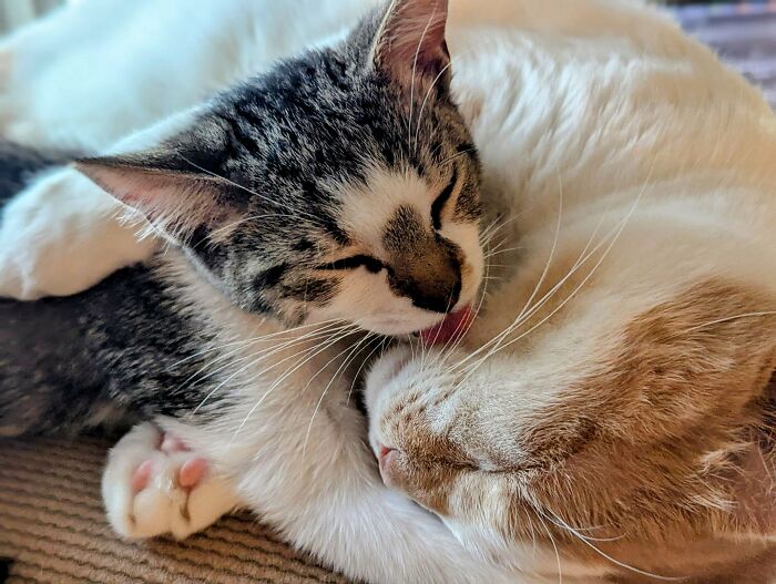 41 Adorable Pairs Of Animals Who Formed Unexpected Bonds And Melted Everyone’s Hearts