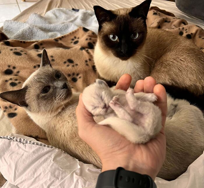 41 Adorable Pairs Of Animals Who Formed Unexpected Bonds And Melted Everyone’s Hearts