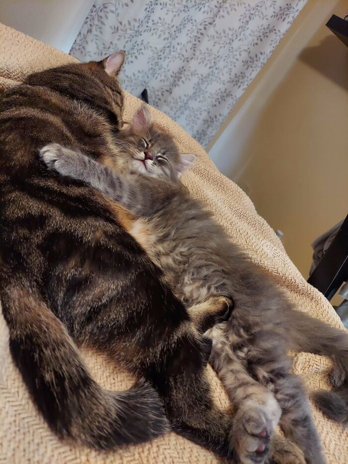 41 Adorable Pairs Of Animals Who Formed Unexpected Bonds And Melted Everyone’s Hearts