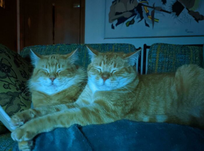 41 Adorable Pairs Of Animals Who Formed Unexpected Bonds And Melted Everyone’s Hearts