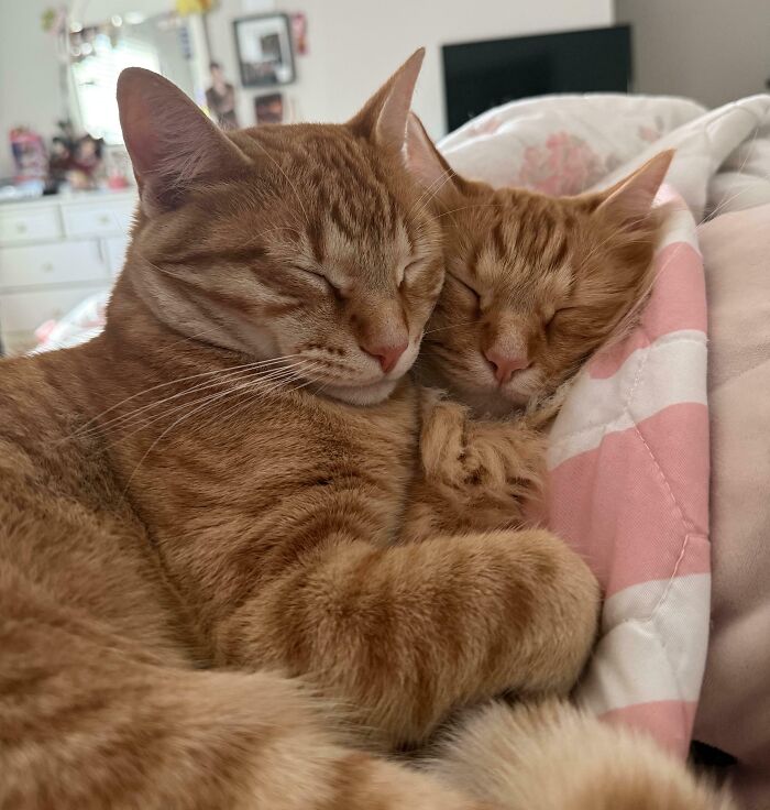 41 Adorable Pairs Of Animals Who Formed Unexpected Bonds And Melted Everyone’s Hearts