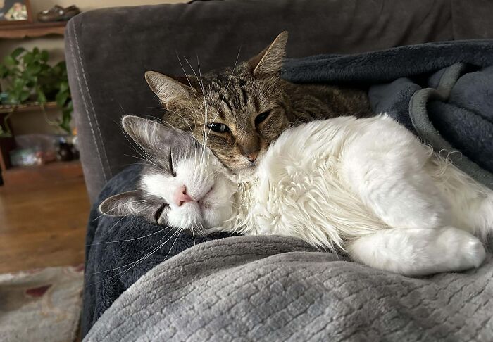 41 Adorable Pairs Of Animals Who Formed Unexpected Bonds And Melted Everyone’s Hearts