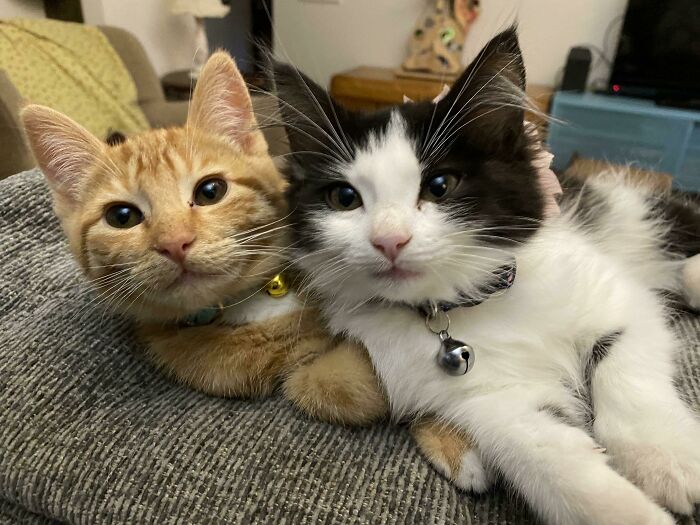 41 Adorable Pairs Of Animals Who Formed Unexpected Bonds And Melted Everyone’s Hearts