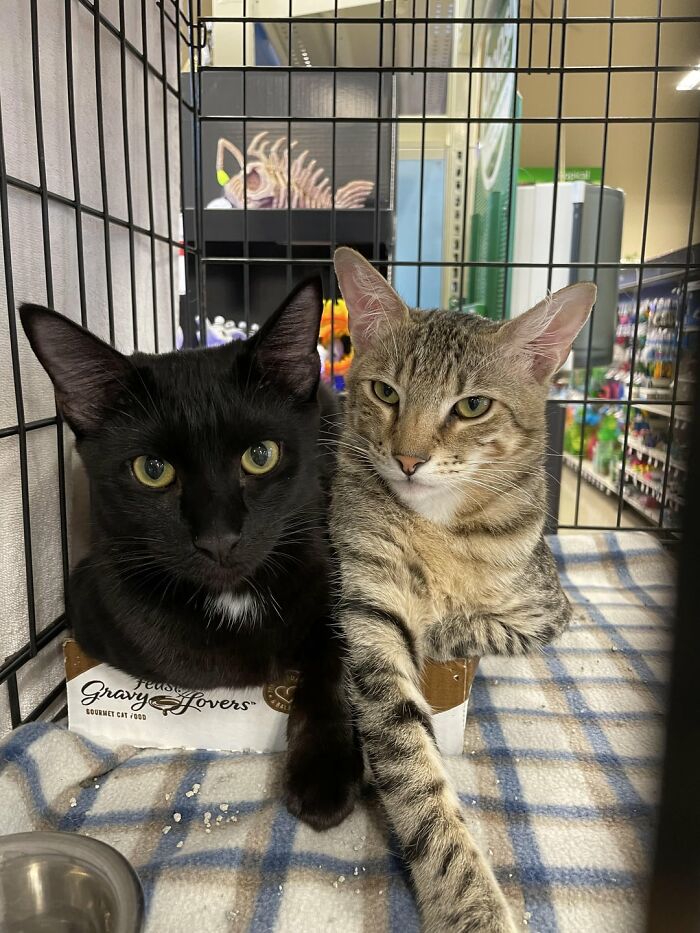 41 Adorable Pairs Of Animals Who Formed Unexpected Bonds And Melted Everyone’s Hearts