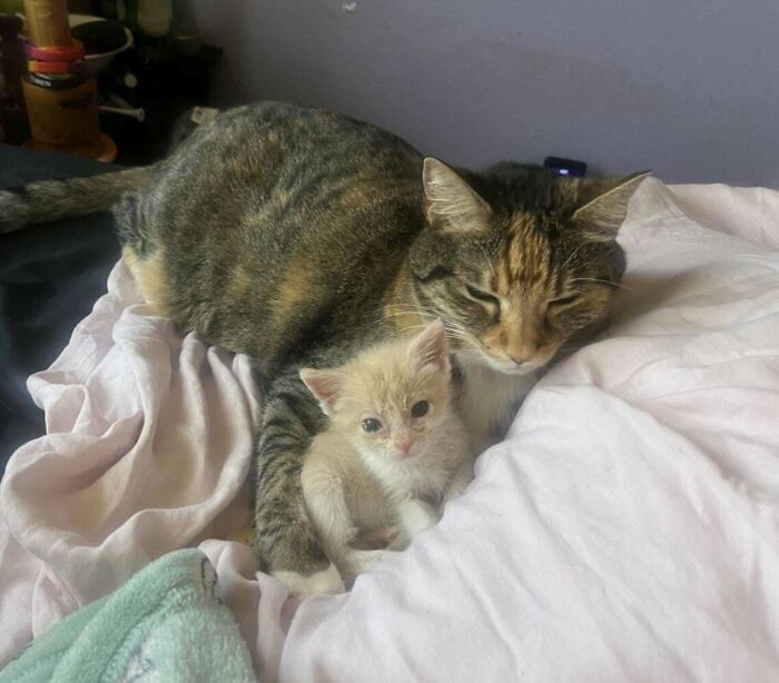 41 Adorable Pairs Of Animals Who Formed Unexpected Bonds And Melted Everyone’s Hearts