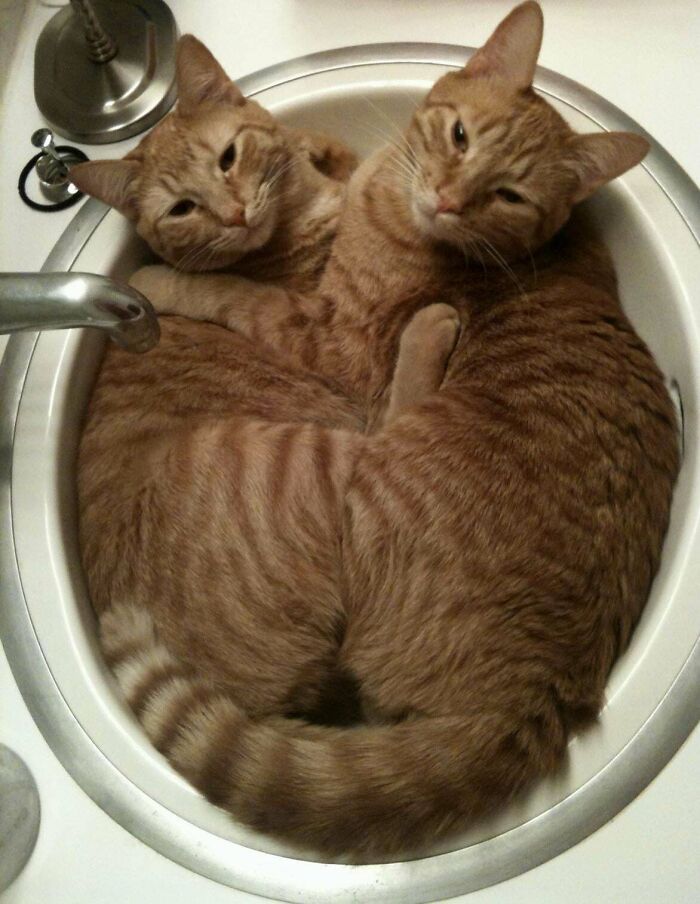 41 Adorable Pairs Of Animals Who Formed Unexpected Bonds And Melted Everyone’s Hearts