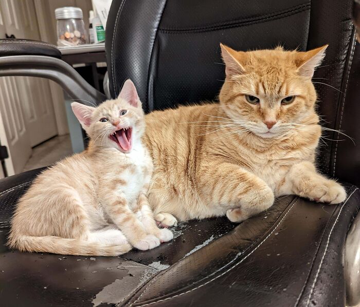 41 Adorable Pairs Of Animals Who Formed Unexpected Bonds And Melted Everyone’s Hearts