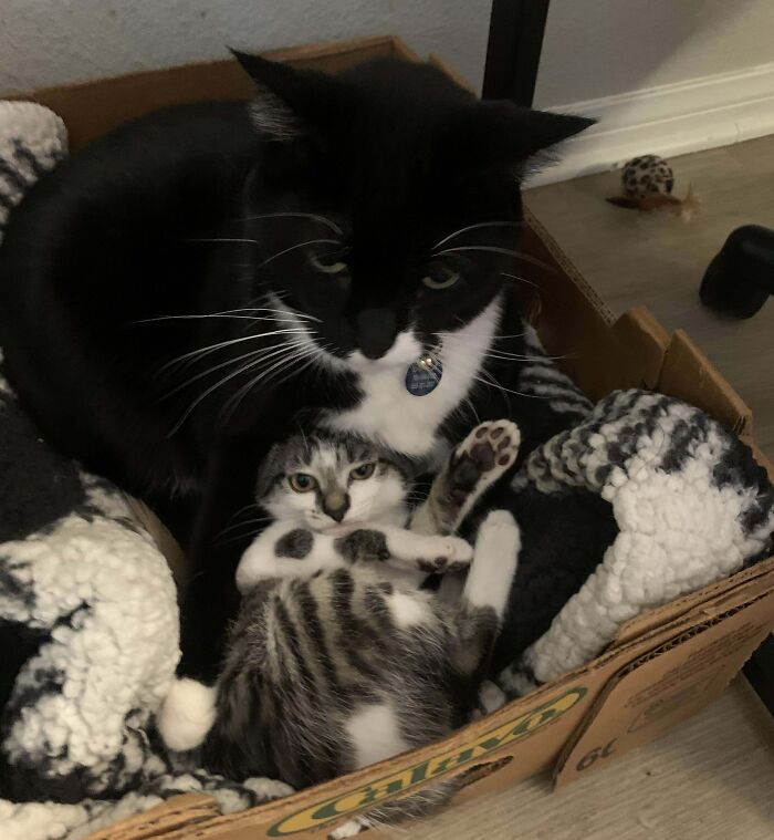 41 Adorable Pairs Of Animals Who Formed Unexpected Bonds And Melted Everyone’s Hearts