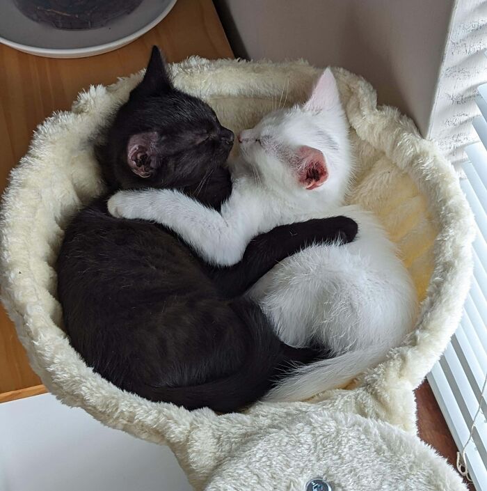 41 Adorable Pairs Of Animals Who Formed Unexpected Bonds And Melted Everyone’s Hearts