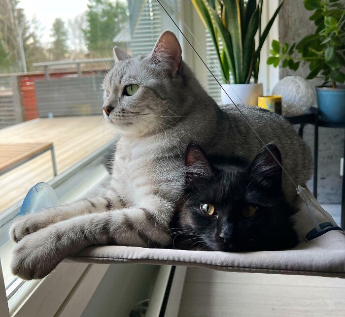 41 Adorable Pairs Of Animals Who Formed Unexpected Bonds And Melted Everyone’s Hearts