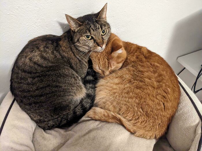 41 Adorable Pairs Of Animals Who Formed Unexpected Bonds And Melted Everyone’s Hearts