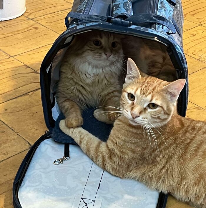 41 Adorable Pairs Of Animals Who Formed Unexpected Bonds And Melted Everyone’s Hearts