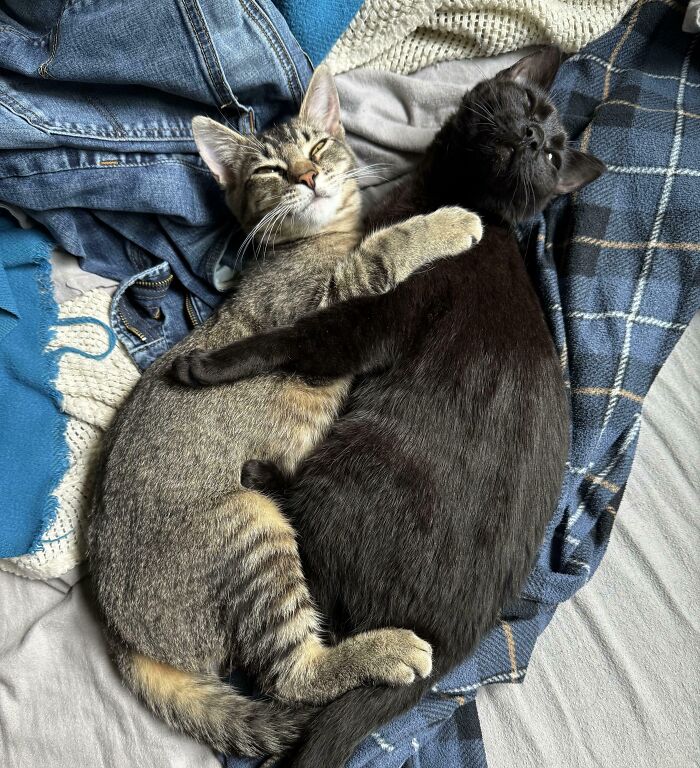 41 Adorable Pairs Of Animals Who Formed Unexpected Bonds And Melted Everyone’s Hearts