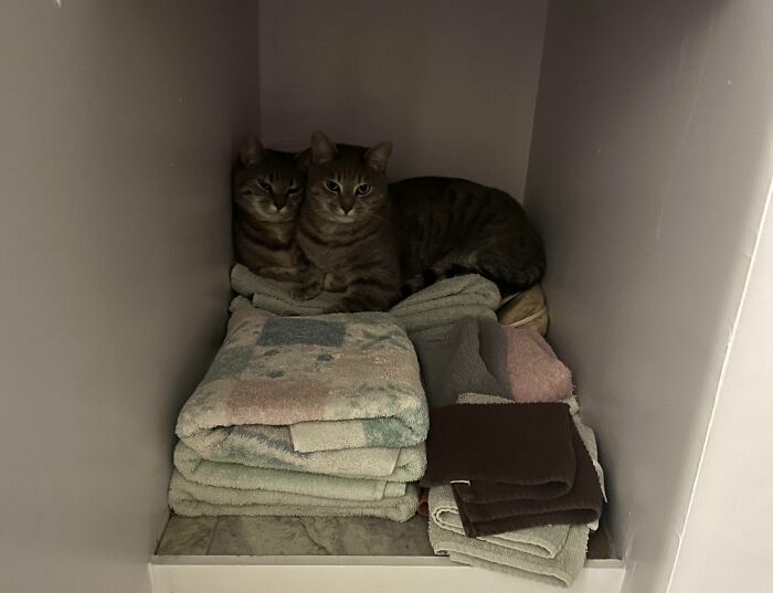 41 Adorable Pairs Of Animals Who Formed Unexpected Bonds And Melted Everyone’s Hearts