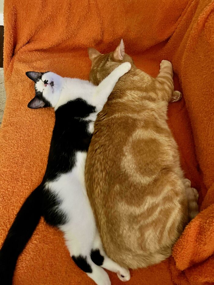 41 Adorable Pairs Of Animals Who Formed Unexpected Bonds And Melted Everyone’s Hearts