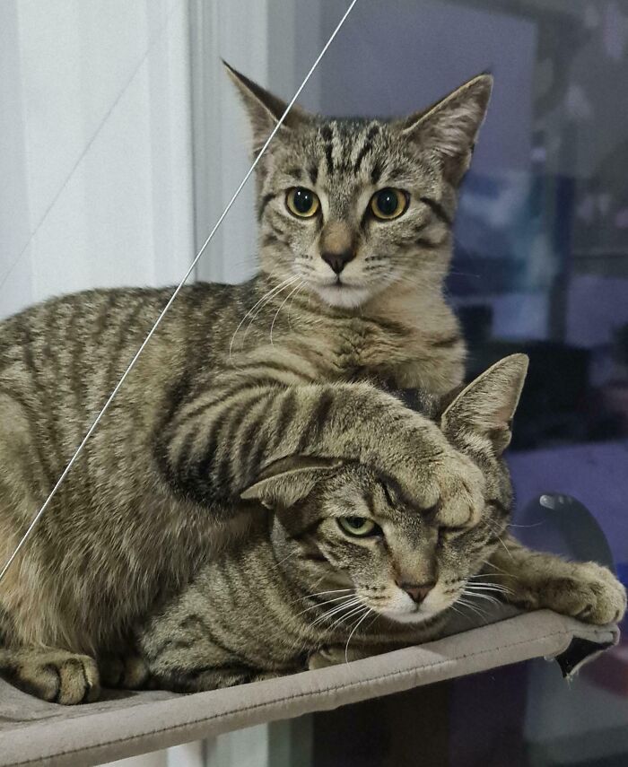 41 Adorable Pairs Of Animals Who Formed Unexpected Bonds And Melted Everyone’s Hearts