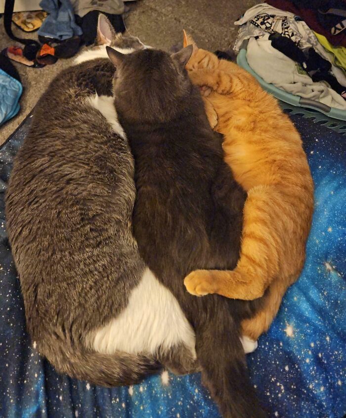 41 Adorable Pairs Of Animals Who Formed Unexpected Bonds And Melted Everyone’s Hearts