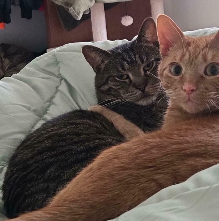 41 Adorable Pairs Of Animals Who Formed Unexpected Bonds And Melted Everyone’s Hearts