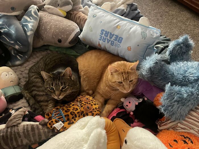 41 Adorable Pairs Of Animals Who Formed Unexpected Bonds And Melted Everyone’s Hearts